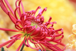 爆菊花视频,揭秘网络爆菊花视频背后的趣味与思考